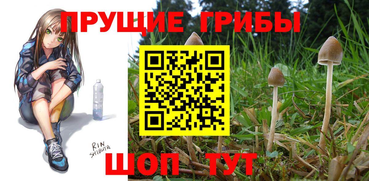 Псилоцибиновые грибы прущие грибы Унеча